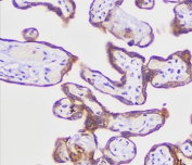 IHC testing of FFPE human placenta with recombinant PLAP antibody (clone KSUP-2R).