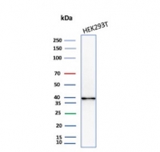 Western blot testing of human HEK293 cell lysate with AKR1B1 antibody (clone CPTC-AKR1B1-2). Predicted molecular weight ~36 kDa.
