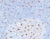 IHC staining of FFPE human tonsil with recombinant CD68 antibody (clone CDLA68-3R). HIER: boil tissue sections in pH6, 10mM citrate buffer, for 10-20 min followed by cooling at RT for 20 min.