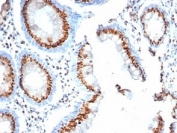 IHC staining of FFPE human colon tissue with GLG1 antibody (clone GLG1/4830).