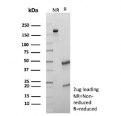 SDS-PAGE analysis of purified, BSA-free GFAP antibody (clone GFAP/6880) as confirmation of integrity and purity.