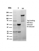 SDS-PAGE analysis of purified, BSA-free GAD2 antibody (clone GAD2/6488R) as confirmation of integrity and purity.