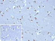 IHC staining of FFPE human brain tissue with NEUROG3 antibody (clone NGN3/1808) HIER: boil tissue sections in pH 9 10mM Tris with 1mM EDTA for 20 min and allow to cool before testing.