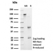 SDS-PAGE analysis of purified, BSA-free Pancreatic lipase antibody (clone PNLIP/8916) as confirmation of integrity and purity.