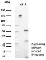 SDS-PAGE analysis of purified, BSA-free TRPC6 antibody (clone TRPC6/7672) as confirmation of integrity and purity.