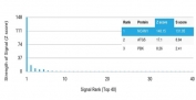 Analysis of a HuProt(TM) microarray containing more than 19,000 full-length human proteins using CD56 antibody (clone NCAM/7521). Z- and S- Score: The Z-score represents the strength of a signal that a monoclonal antibody (in combination with a fluorescently-tagged anti-IgG secondary antibody) produces when binding to a particular protein on the HuProt(TM) array. Z-scores are described in units of standard deviations (SD's) above the mean value of all signals generated on that array. If targets on HuProt(TM) are arranged in descending order of the Z-score, the S-score is the difference (also in units of SD's) between the Z-score. S-score therefore represents the relative target specificity of a mAb to its intended target. A mAb is considered to specific to its intended target, if the mAb has an S-score of at least 2.5. For example, if a mAb binds to protein X with a Z-score of 43 and to protein Y with a Z-score of 14, then the S-score for the binding of that mAb to protein X is equal to 29.