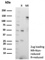 SDS-PAGE analysis of purified, BSA-free CD57 antibody (clone NK1/7566) as confirmation of integrity and purity.
