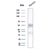 Western blot testing of human Ramos cell lysate with recombinant CD27 antibody. Predicted molecular weight ~29 kDa but may be observed at higher molecular weights due to glycosylation.