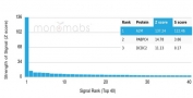 Analysis of a HuProt(TM) microarray containing more than 19,000 full-length human proteins using A2M antibody (clone A2M/4847). Z- and S- Score: The Z-score represents the strength of a signal that a monoclonal antibody (in combination with a fluorescently-tagged anti-IgG secondary antibody) produces when binding to a particular protein on the HuProt(TM) array. Z-scores are described in units of standard deviations (SD's) above the mean value of all signals generated on that array. If targets on HuProt(TM) are arranged in descending order of the Z-score, the S-score is the difference (also in units of SD's) between the Z-score. S-score therefore represents the relative target specificity of a mAb to its intended target. A mAb is considered to specific to its intended target, if the mAb has an S-score of at least 2.5. For example, if a mAb binds to protein X with a Z-score of 43 and to protein Y with a Z-score of 14, then the S-score for the binding of that mAb to protein X is equal to 29.