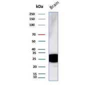 Western blot testing of human brain tissue lysate with CD9 antibody. Predicted molecular weight: 23-27 kDa.