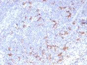 IHC staining of FFPE human tonsil tissue with CD163L1 antibody (clone CD163L1/7971). HIER: boil tissue sections in pH 9 10mM Tris with 1mM EDTA for 20 min and allow to cool before testing.