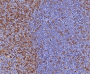 IHC staining of FFPE human tonsil tissue with recombinant CD4 antibody (clone CD4/8203R) at 2ug/ml. HIER: boil tissue sections in pH 9 10mM Tris with 1mM EDTA for 20 min and allow to cool before testing.