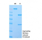 SDS-PAGE analysis of purified, BSA-free IgD antibody (clone IGHD/2730R) as confirmation of integrity and purity.