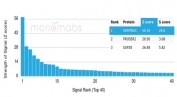 Analysis of a HuProt(TM) microarray containing more than 19,000 full-length human proteins using AAT antibody (AAT/4615). Z- and S- Score: The Z-score represents the strength of a signal that a monoclonal antibody (in combination with a fluorescently-tagged anti-IgG secondary antibody) produces when binding to a particular protein on the HuProt(TM) array. Z-scores are described in units of standard deviations (SD's) above the mean value of all signals generated on that array. If targets on HuProt(TM) are arranged in descending order of the Z-score, the S-score is the difference (also in units of SD's) between the Z-score. S-score therefore represents the relative target specificity of a mAb to its intended target. A mAb is considered to specific to its intended target, if the mAb has an S-score of at least 2.5. For example, if a mAb binds to protein X with a Z-score of 43 and to protein Y with a Z-score of 14, then the S-score for the binding of that mAb to protein X is equal to 29.