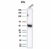 Western blot testing of human T-47D cell lysate with AAT antibody. Expected molecular weight: 47-52 kDa depending on the level of glycosylation.