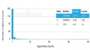 Analysis of a HuProt(TM) microarray containing more than 19,000 full-length human proteins using AAT antibody (AAT/4486). Z- and S- Score: The Z-score represents the strength of a signal that a monoclonal antibody (in combination with a fluorescently-tagged anti-IgG secondary antibody) produces when binding to a particular protein on the HuProt(TM) array. Z-scores are described in units of standard deviations (SD's) above the mean value of all signals generated on that array. If targets on HuProt(TM) are arranged in descending order of the Z-score, the S-score is the difference (also in units of SD's) between the Z-score. S-score therefore represents the relative target specificity of a mAb to its intended target. A mAb is considered to specific to its intended target, if the mAb has an S-score of at least 2.5. For example, if a mAb binds to protein X with a Z-score of 43 and to protein Y with a Z-score of 14, then the S-score for the binding of that mAb to protein X is equal to 29.