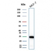 Western blot testing of human MCF7 cell lysate with recombinant LGALS3 antibody (clone rLGALS3/7286). Predicted molecular weight ~26 kDa.