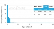 Analysis of a HuProt(TM) microarray containing more than 19,000 full-length human proteins using SERPINA1 antibody (AAT/6323). Z- and S- Score: The Z-score represents the strength of a signal that a monoclonal antibody (in combination with a fluorescently-tagged anti-IgG secondary antibody) produces when binding to a particular protein on the HuProt(TM) array. Z-scores are described in units of standard deviations (SD's) above the mean value of all signals generated on that array. If targets on HuProt(TM) are arranged in descending order of the Z-score, the S-score is the difference (also in units of SD's) between the Z-score. S-score therefore represents the relative target specificity of a mAb to its intended target. A mAb is considered to specific to its intended target, if the mAb has an S-score of at least 2.5. For example, if a mAb binds to protein X with a Z-score of 43 and to protein Y with a Z-score of 14, then the S-score for the binding of that mAb to protein X is equal to 29.