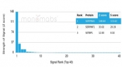 Analysis of a HuProt(TM) microarray containing more than 19,000 full-length human proteins using SERPINA1 antibody (AAT/6325). Z- and S- Score: The Z-score represents the strength of a signal that a monoclonal antibody (in combination with a fluorescently-tagged anti-IgG secondary antibody) produces when binding to a particular protein on the HuProt(TM) array. Z-scores are described in units of standard deviations (SD's) above the mean value of all signals generated on that array. If targets on HuProt(TM) are arranged in descending order of the Z-score, the S-score is the difference (also in units of SD's) between the Z-score. S-score therefore represents the relative target specificity of a mAb to its intended target. A mAb is considered to specific to its intended target, if the mAb has an S-score of at least 2.5. For example, if a mAb binds to protein X with a Z-score of 43 and to protein Y with a Z-score of 14, then the S-score for the binding of that mAb to protein X is equal to 29.
