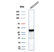 Western blot testing of human HEK293 cell lysate with recombinant CKBB antibody (clone rCKBB/8844). Predicted molecular weight ~43 kDa.