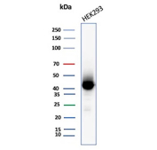 Western blot testing of human HEK293 cell lysate with Creatine kinase B antibody (clone CKBB/6566). Predicted molecular weight ~43 kDa.