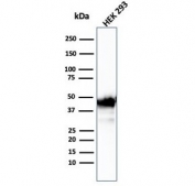Western blot testing of human HEK293 cell lysate with Creatine kinase B antibody (clone CKBB/6567). Predicted molecular weight ~43 kDa.