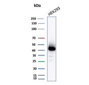 Western blot testing of human HEK293 cell lysate with Creatine kinase B antibody (clone CKBB/6567). Predicted molecular weight ~43 kDa.