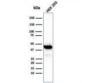 Western blot testing of human HEK293 cell lysate with Brain Creatine Kinase antibody (clone CKBB/6568). Predicted molecular weight ~43 kDa.