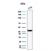 Western blot testing of human Y79 cell lysate with Brain Creatine Kinase antibody (clone CKBB/6568). Predicted molecular weight ~43 kDa.