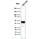 Western blot testing of human HEK293 cell lysate with Brain Creatine Kinase antibody (clone CKBB/6568). Predicted molecular weight ~43 kDa.