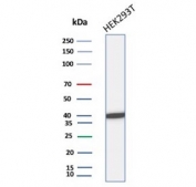 Western blot testing of human HEK293 cell lysate with recombinant Creatine kinase B antibody. Predicted molecular weight ~43 kDa.