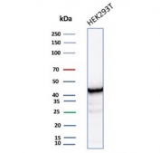 Western blot testing of human HEK293 cell lysate with Creatine kinase B antibody (clone CKBB/8608R). Predicted molecular weight ~43 kDa.