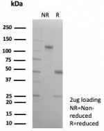 SDS-PAGE analysis of purified, BSA-free CDH16 antibody (clone CDH16/8800R) as confirmation of integrity and purity.