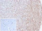 IHC staining of FFPE human brain tissue with recombinant CALB2 antibody (clone rCALB2/7123). Inset: PBS instead of primary (secondary negative control). HIER: boil tissue sections in pH 9 10mM Tris with 1mM EDTA for 20 min and allow to cool before testing.