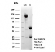 SDS-PAGE analysis of purified, BSA-free GFAP antibody (clone GFAP/6874) as confirmation of integrity and purity.