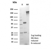 SDS-PAGE analysis of purified, BSA-free Glial Fibrillary Acidic Protein antibody (clone GFAP/6876) as confirmation of integrity and purity.
