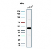 Western blot testing of human HT29 cell lysate with Cytokeratin 20 antibody. Predicted molecular weight ~46 kDa.
