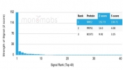 Analysis of a HuProt(TM) microarray containing more than 19,000 full-length human proteins using NME2 antibody (clone NME2/4160). Z- and S- Score: The Z-score represents the strength of a signal that a monoclonal antibody (in combination with a fluorescently-tagged anti-IgG secondary antibody) produces when binding to a particular protein on the HuProt(TM) array. Z-scores are described in units of standard deviations (SD's) above the mean value of all signals generated on that array. If targets on HuProt(TM) are arranged in descending order of the Z-score, the S-score is the difference (also in units of SD's) between the Z-score. S-score therefore represents the relative target specificity of a mAb to its intended target. A mAb is considered to specific to its intended target, if the mAb has an S-score of at least 2.5. For example, if a mAb binds to protein X with a Z-score of 43 and to protein Y with a Z-score of 14, then the S-score for the binding of that mAb to protein X is equal to 29.