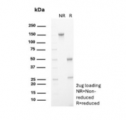 SDS-PAGE analysis of purified, BSA-free CD31 antibody (clone C31/8377R) as confirmation of integrity and purity.