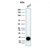 Western blot testing of human 293T cell lysate with recombinant Survivin antibody (clone BIRC5/8936R). Predicted molecular weight ~16 kDa.