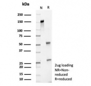 SDS-PAGE analysis of purified, BSA-free Survivin antibody (clone BIRC5/8936R) as confirmation of integrity and purity.
