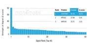 Analysis of a HuProt(TM) microarray containing more than 19,000 full-length human proteins using MASPIN antibody (clone SERPINB5/4978). Z- and S- Score: The Z-score represents the strength of a signal that a monoclonal antibody (in combination with a fluorescently-tagged anti-IgG secondary antibody) produces when binding to a particular protein on the HuProt(TM) array. Z-scores are described in units of standard deviations (SD's) above the mean value of all signals generated on that array. If targets on HuProt(TM) are arranged in descending order of the Z-score, the S-score is the difference (also in units of SD's) between the Z-score. S-score therefore represents the relative target specificity of a mAb to its intended target. A mAb is considered to specific to its intended target, if the mAb has an S-score of at least 2.5. For example, if a mAb binds to protein X with a Z-score of 43 and to protein Y with a Z-score of 14, then the S-score for the binding of that mAb to protein X is equal to 29.