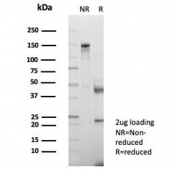 SDS-PAGE analysis of purified, BSA-free CD147 antibody (clone BSG/7951) as confirmation of integrity and purity.
