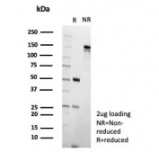 SDS-PAGE analysis of purified, BSA-free EBI3 antibody (clone EBI3/8903) as confirmation of integrity and purity.