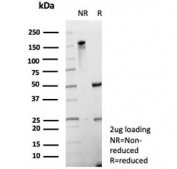 SDS-PAGE analysis of purified, BSA-free Epstein-Barr virus induced 3 antibody (clone EBI3/8905) as confirmation of integrity and purity.