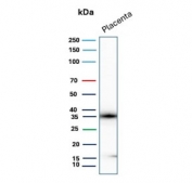 Western blot testing of human placental tissue lysate with Epstein-Barr virus induced 3 antibody (clone EBI3/8905). Predicted molecular weight ~25 kDa but may be observed at higher molecular weights due to glycosylation.