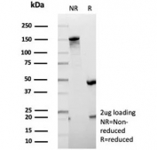 SDS-PAGE analysis of purified, BSA-free EBI3 antibody (clone EBI3/8906) as confirmation of integrity and purity.