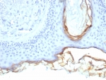 IHC staining of FFPE human skin tissue with Kallikrein 5 antibody (clone KLK5/4760). HIER: boil tissue sections in pH 9 10mM Tris with 1mM EDTA for 20 min and allow to cool before testing.