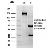 SDS-PAGE analysis of purified, BSA-free SIGLEC3 antibody (clone SIGLEC3/3597) as confirmation of integrity and purity.