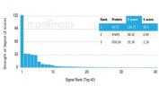 Analysis of a HuProt(TM) microarray containing more than 19,000 full-length human proteins using Kinesin-like protein 6 antibody (clone KIF2C/6524). Z- and S- Score: The Z-score represents the strength of a signal that a monoclonal antibody (in combination with a fluorescently-tagged anti-IgG secondary antibody) produces when binding to a particular protein on the HuProt(TM) array. Z-scores are described in units of standard deviations (SD's) above the mean value of all signals generated on that array. If targets on HuProt(TM) are arranged in descending order of the Z-score, the S-score is the difference (also in units of SD's) between the Z-score. S-score therefore represents the relative target specificity of a mAb to its intended target. A mAb is considered to specific to its intended target, if the mAb has an S-score of at least 2.5. For example, if a mAb binds to protein X with a Z-score of 43 and to protein Y with a Z-score of 14, then the S-score for the binding of that mAb to protein X is equal to 29.